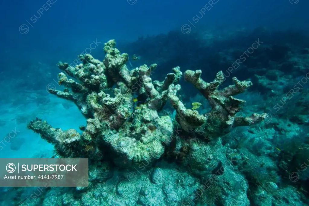 bleached elkhorn coral florida keys national marine sanctuary florida