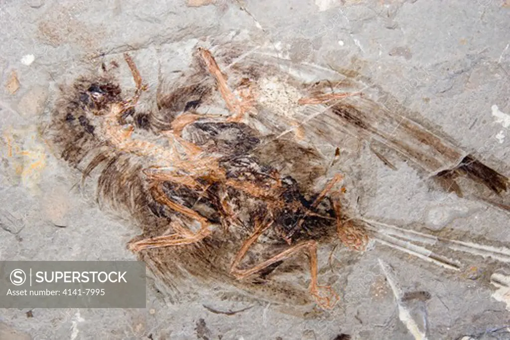 fossil bird (changchengornis hengdaoziensis)