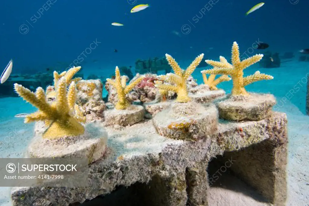 coral regeneration underwater nursery growing staghorn coral for relocation to a damaged reef site off key largo florida keys usa. editorial use only no sales to u.s. dive magazines.
