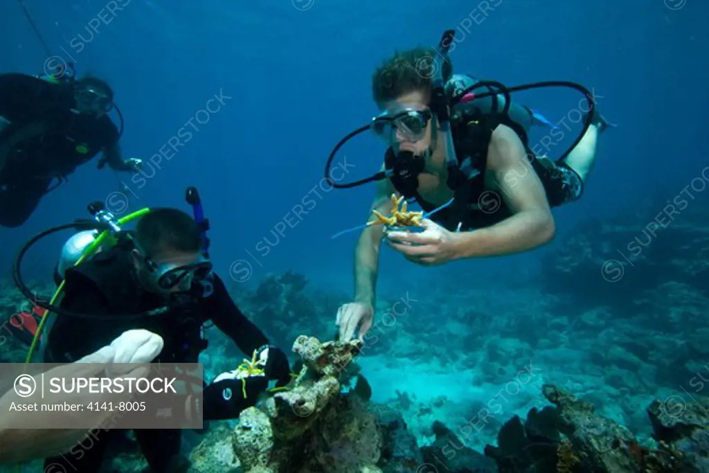 coral regeneration university students relocating young staghorn coral to a damaged reef site off key largo florida keys usa. editorial use only no sales to u.s. dive magazines.