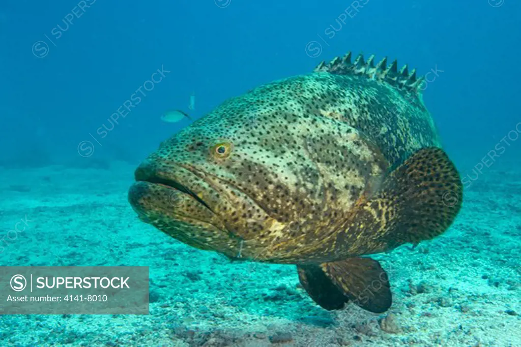 goliath grouper (epinephelus itajara) florida keys usa. critically endangered species 