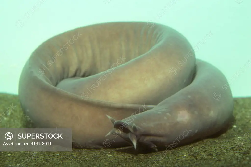 pacific hagfish (eptatretus stouti) also known as slime eel.