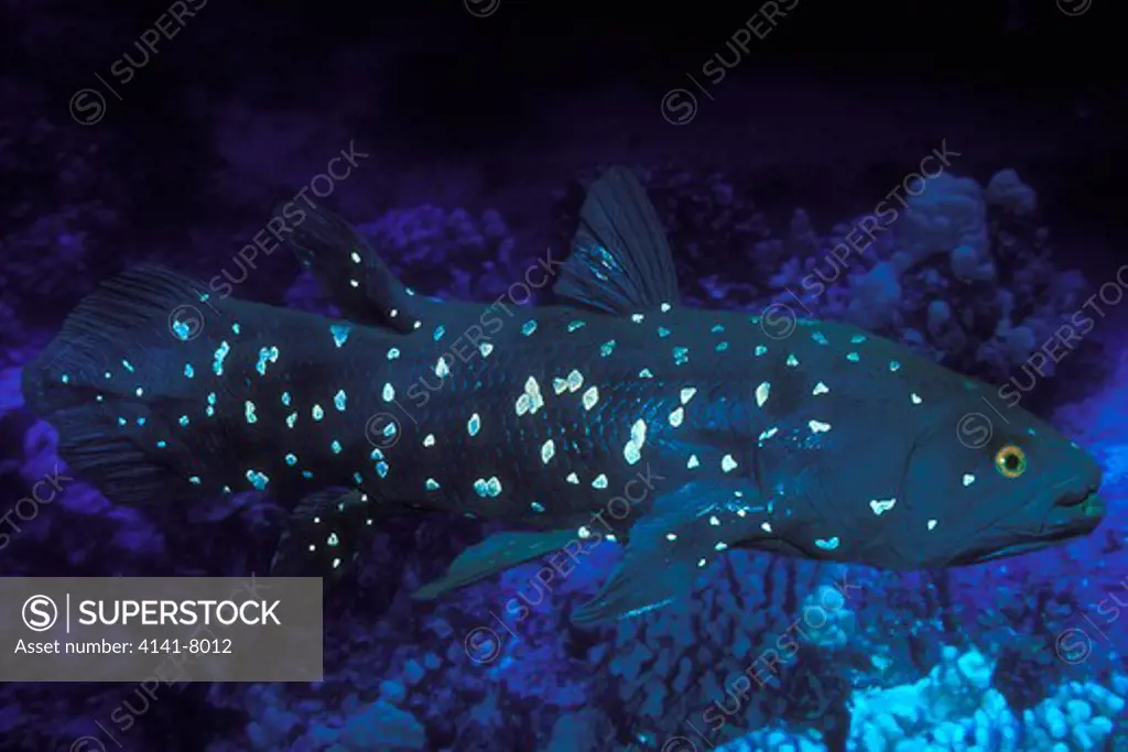 coelacanth (latimeria sp.) prehistoric lobe-finned fish thought to be extinct until 1938. critically endangered.