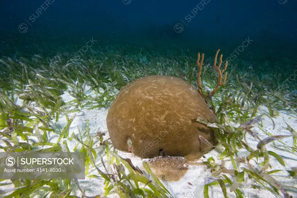young star coral growning in shallow bed of turtle grass florida keys national marine sanctuary