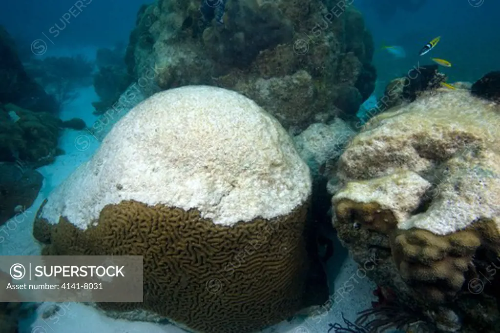 coral bleaching brain coral (left) and star coral (right) florida keys national marine sanctuary key largo florida usa
