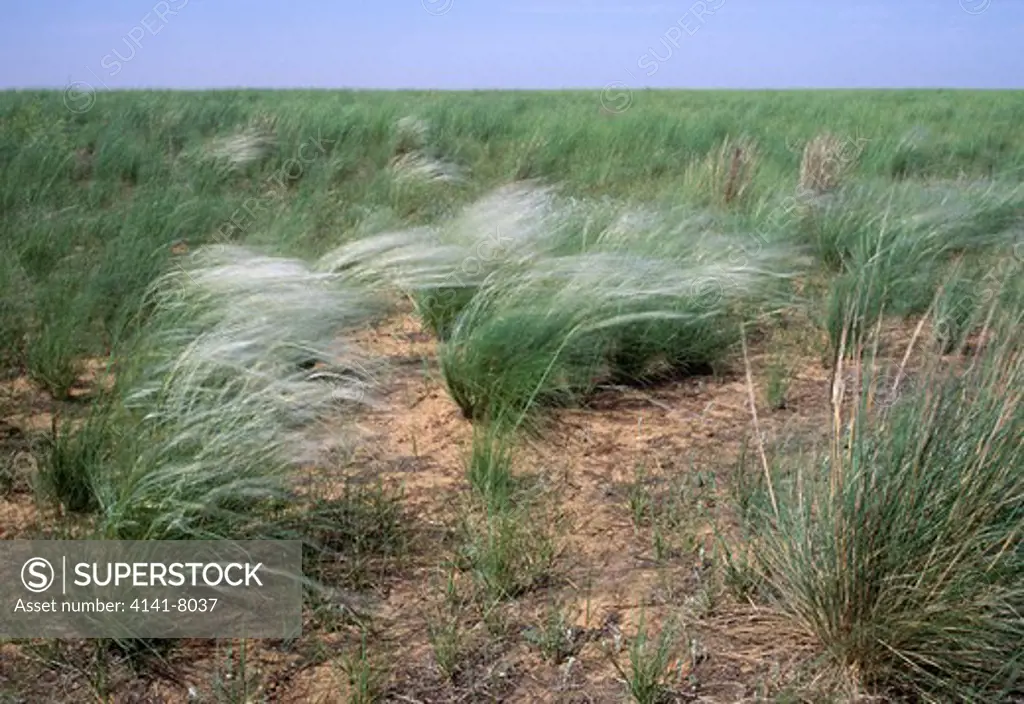 grass on steppe stipa lessingiana volga delta, russia 