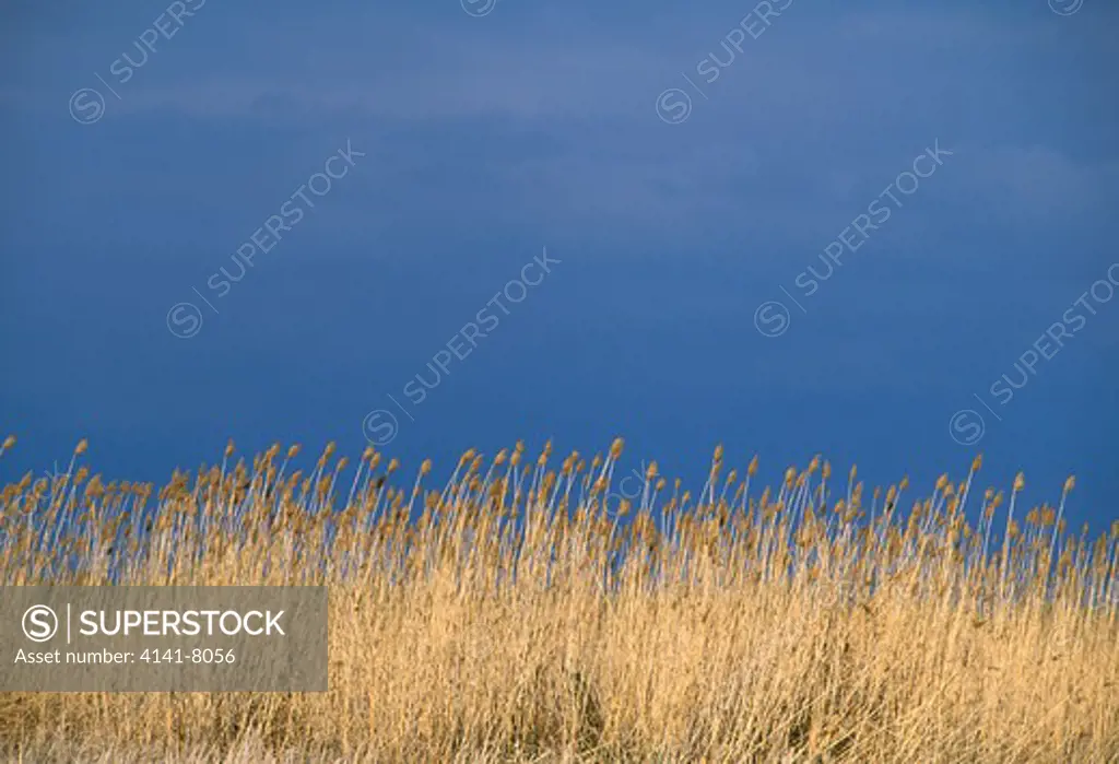 reeds & stormclouds phragmites sp. danube delta, romania 