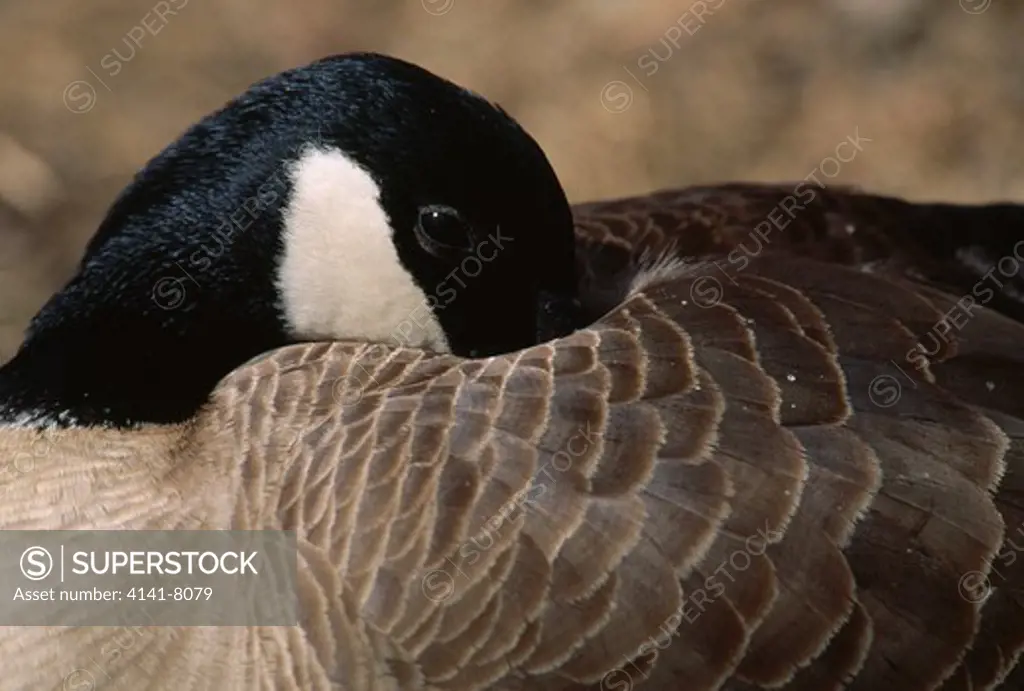 canada goose sleeping branta canadensis head under wing alaska, usa 