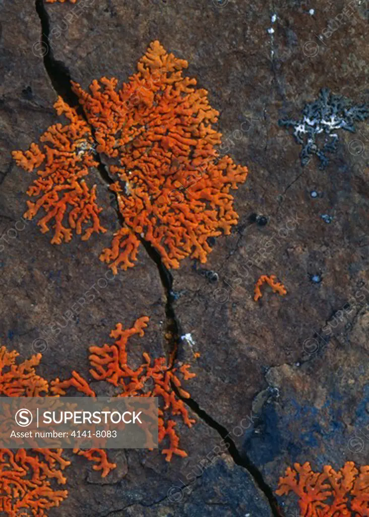 lichen on rock denali national park, alaska, usa. 