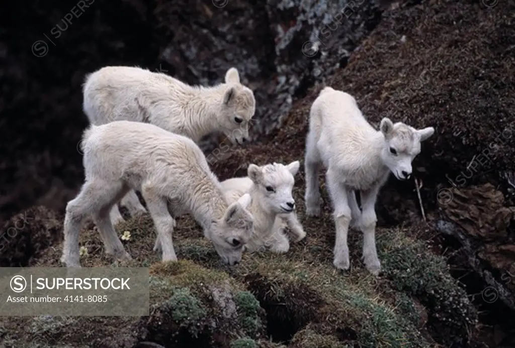 dall's sheep ovis dalli group of four 2 weeks old lambs denali national park, alaska, usa