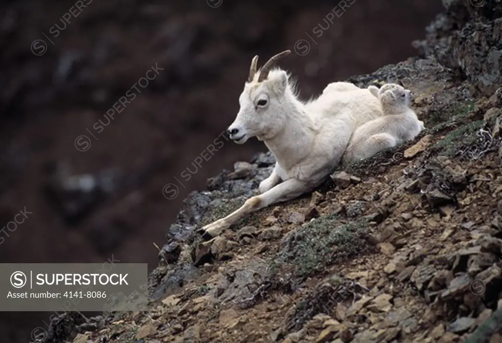 dall's sheep ovis dalli ewe & lamb denali national park, alaska, usa 
