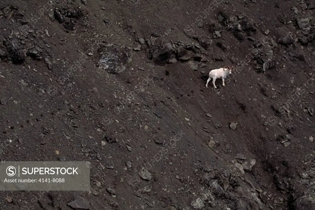 dall's sheep ovis dalli ram on scree slope denali national park, alaska
