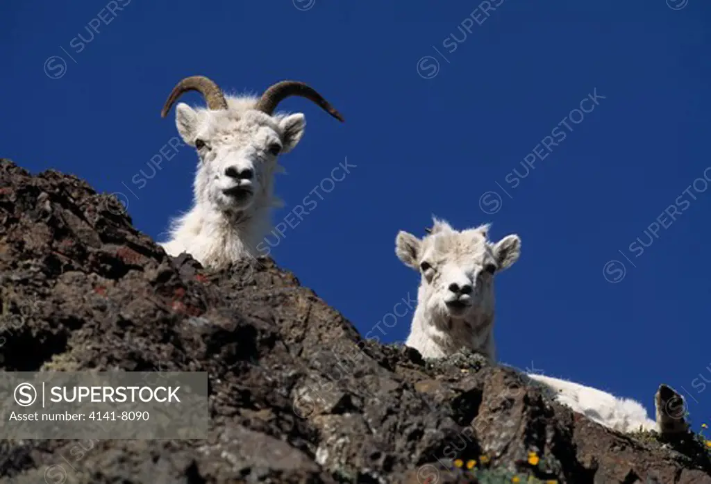 dall's sheep ovis dalli 2 young on cliff denali national park, alaska