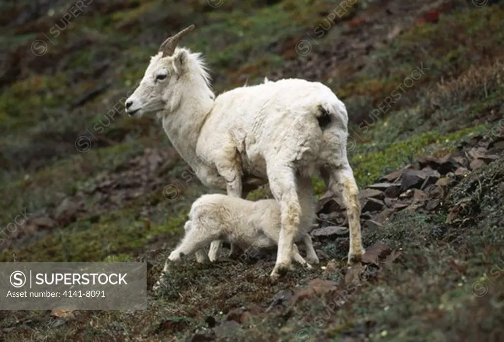 dall sheep, lamb suckling ovis dalli denali national park, alaska 