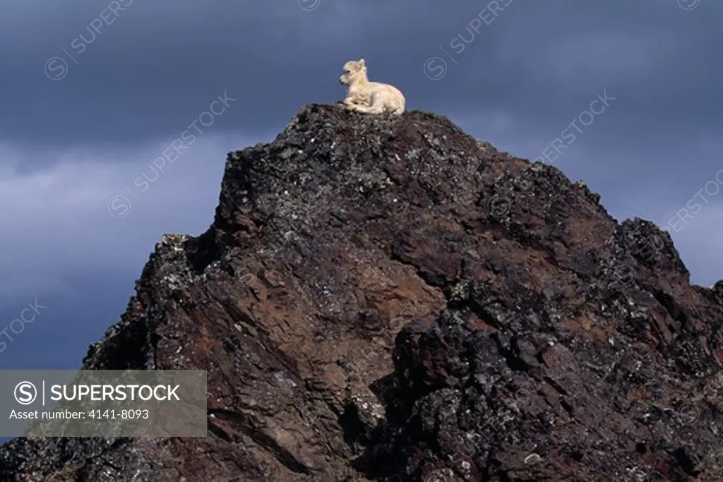 dall's sheep ovis dalli 2-week-old lamb on cliff denali national park, alaska, usa