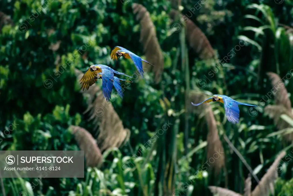 blue & yellow macaws in flight ara ararauna tambopata nature reserve, peru