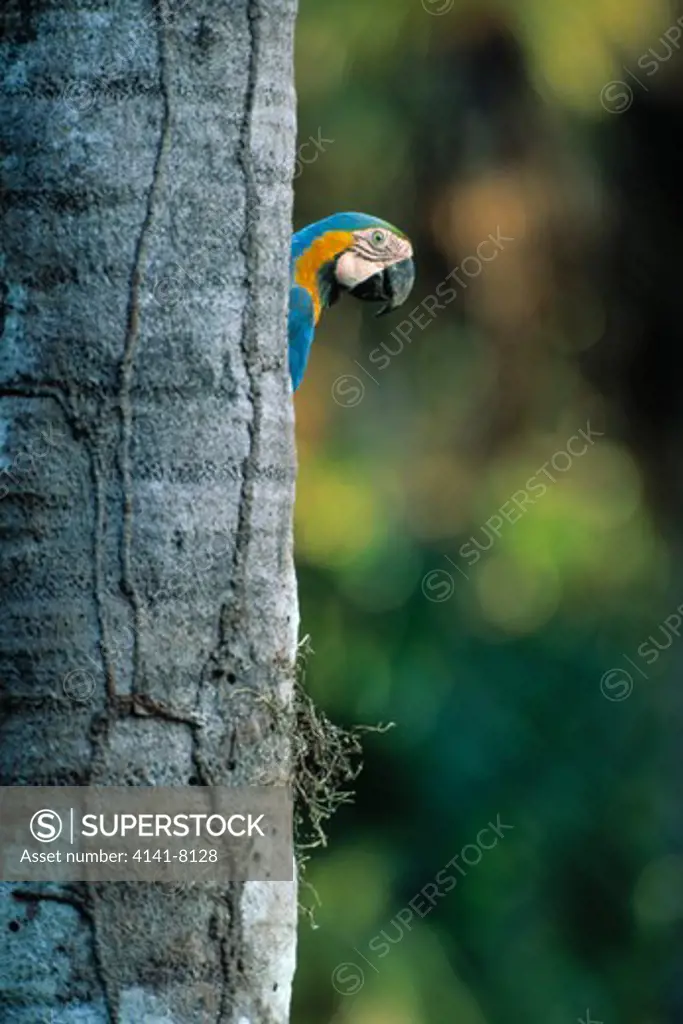 blue & yellow macaw ara ararauna at nest, tambopata reserve, peru 