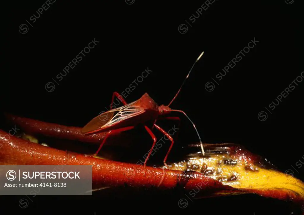assassin bug fam. reduviidae tambopata reserve, peru 
