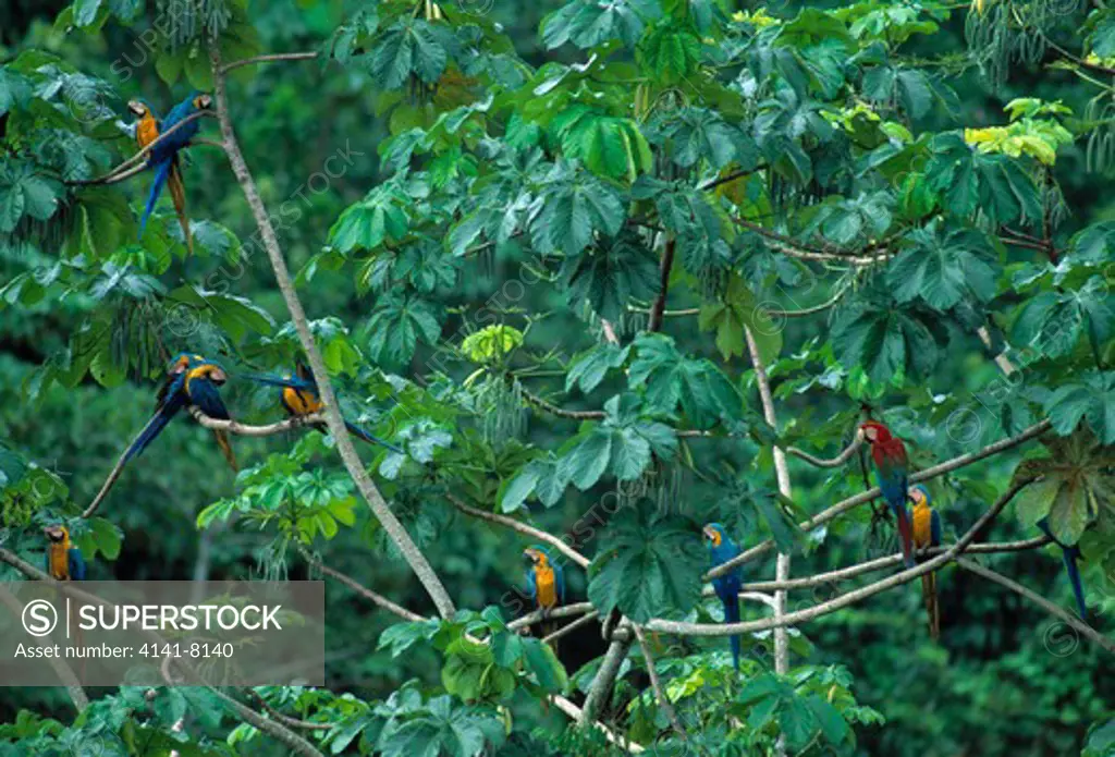 blue & yellow macaws (ara ararauna) with red & green macaw (ara chloroptera) in cecropia trees, tambopata reserve, peru.