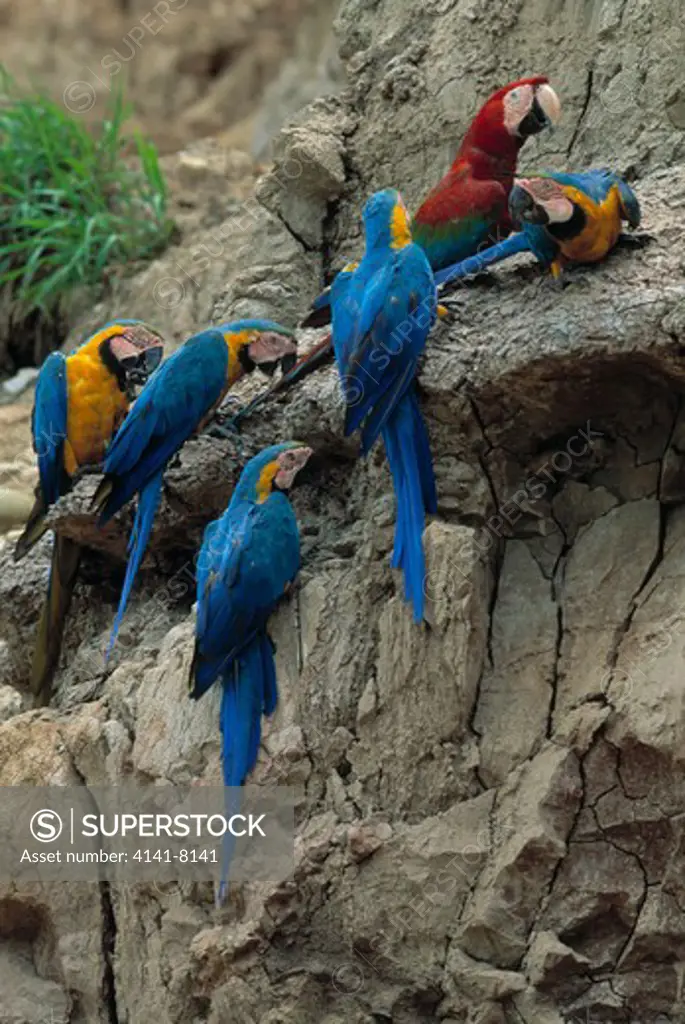 blue & yellow macaws (ara ararauna) with red & green macaws (ara chloroptera) at mineral lick, tambopata reserve, peru.