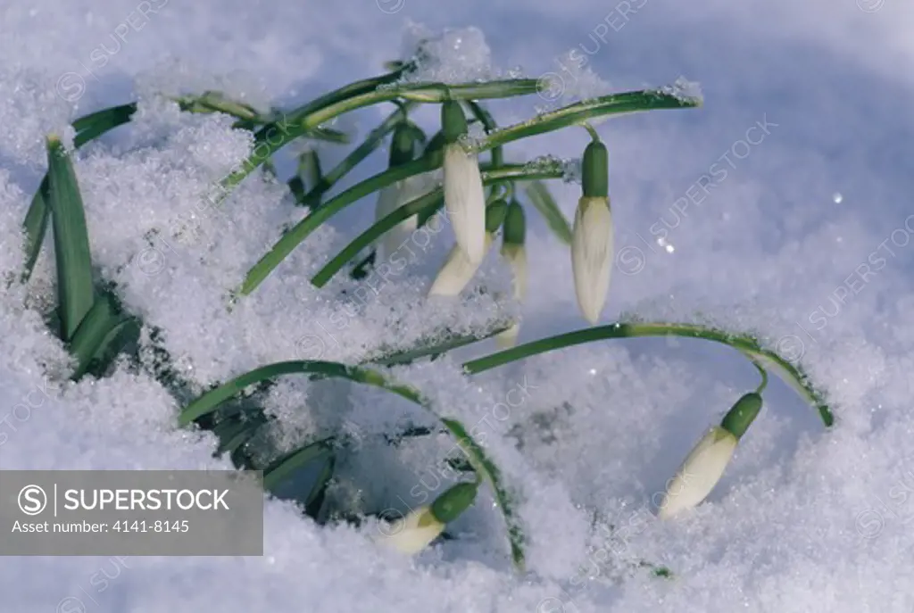 snowdrop group galanthus nivalis in flower in lying snow 