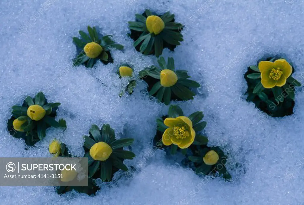 winter aconite eranthis hyemalis group flowering in snow 