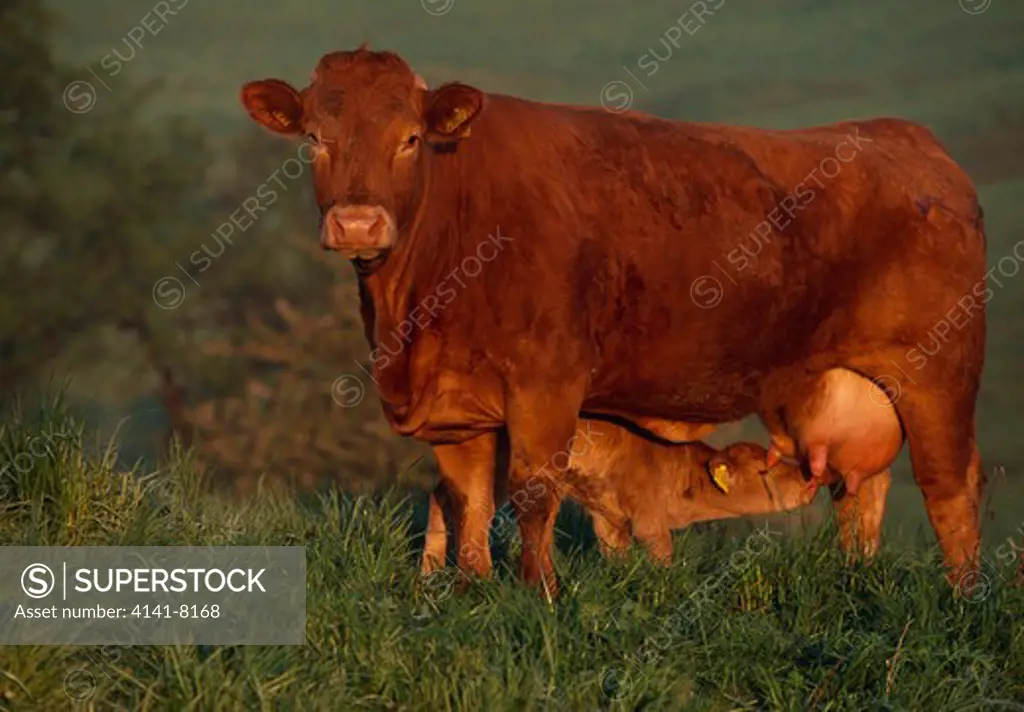 limousin cow with calf suckling