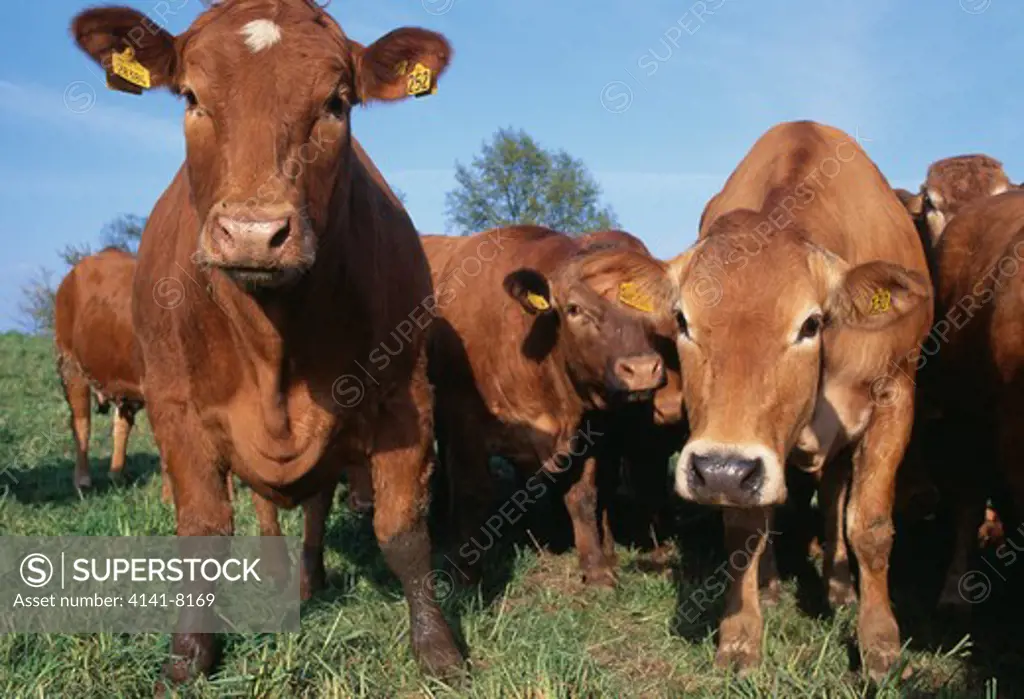 limousin cattle herd of cows with ear tags