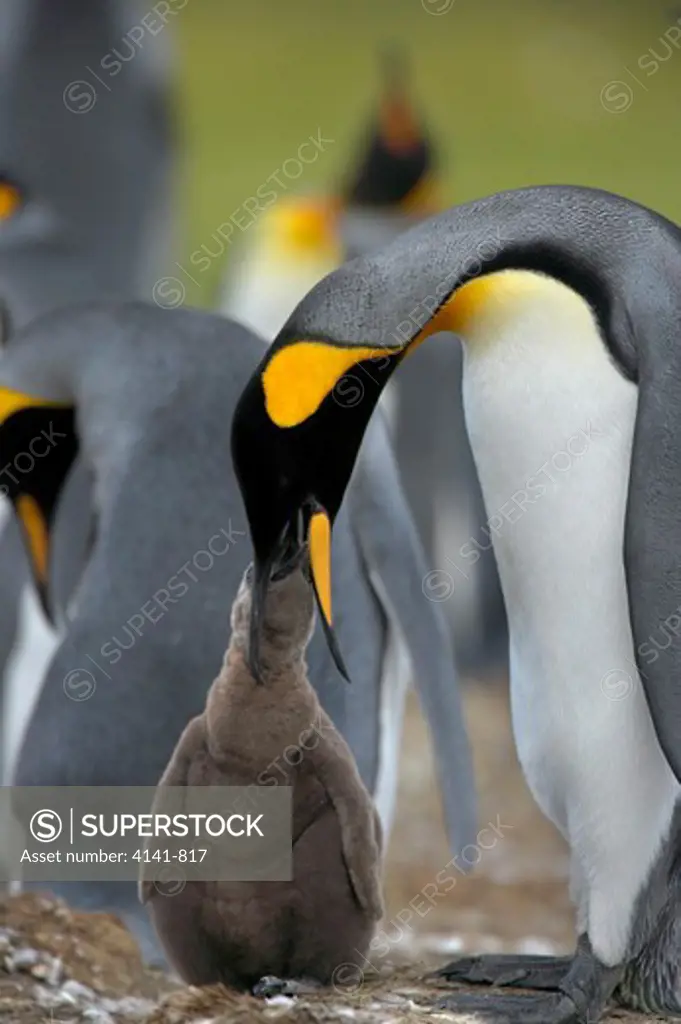 king penguin aptenodytes patagonicus feeding chick falklands