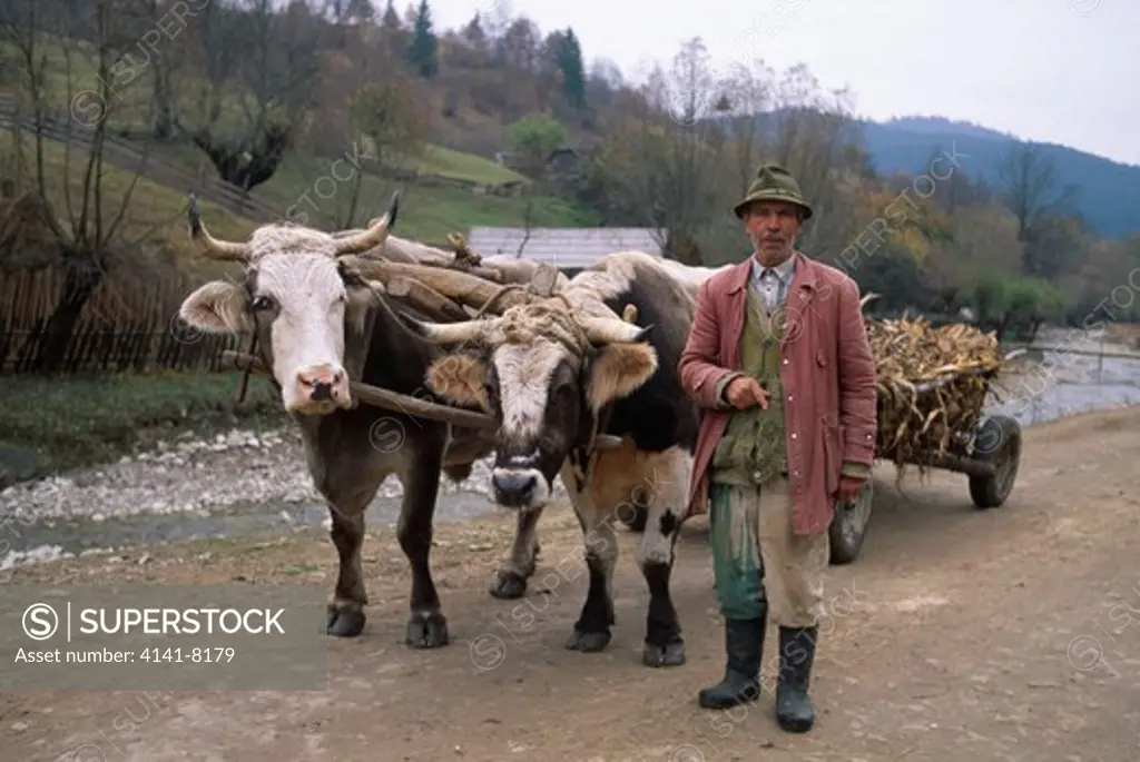 farmer with oxcart transylvania, romania. 