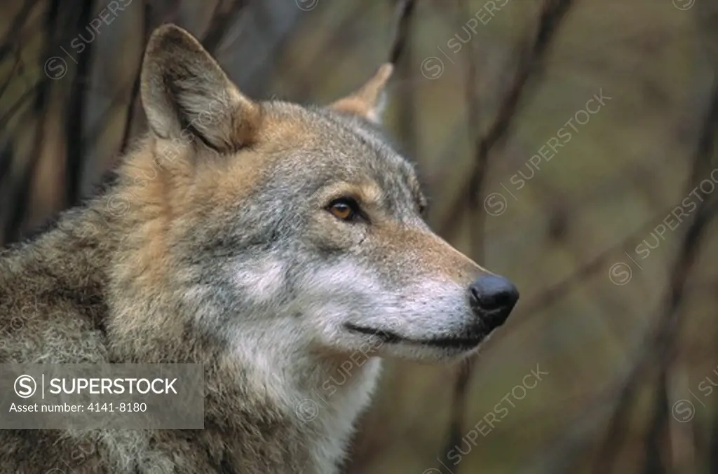 european grey wolf canis lupus lupus transylvania, romania
