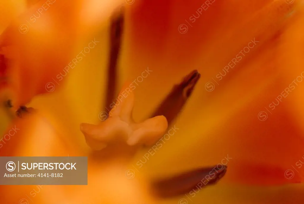 tulip stigma, close detail liliaceae 