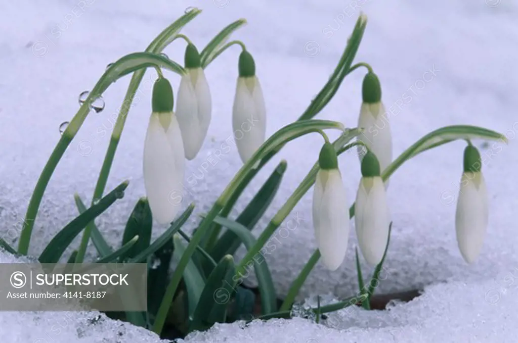 snowdrop galanthus nivalis clump in flower in snow