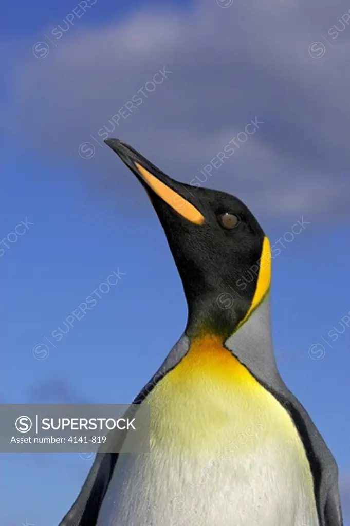 king penguin aptenodytes patagonicus closeup falklands