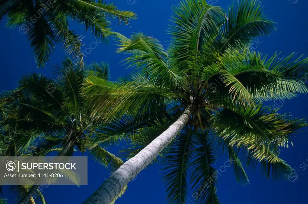 palm trees mission beach, cape york peninsula, queensland, australia.
