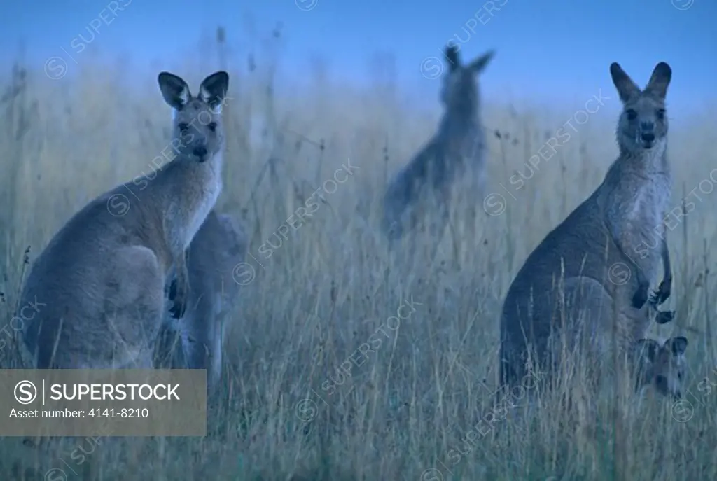 eastern grey kangaroo group macropus giganteus in tall grass, one with joey in pouch eastern australia