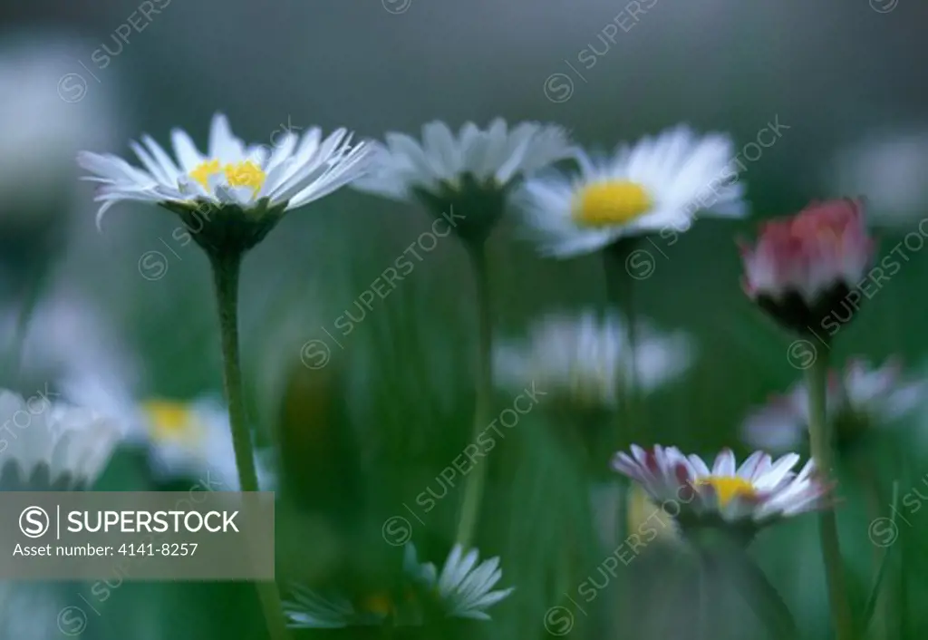 daisy bellis perennis close-up of group. 