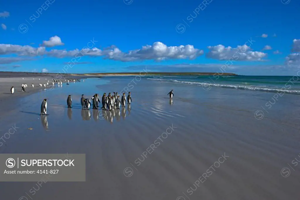 king penguin aptenodytes patagonicus on beach with gentoo penguins in background falklands