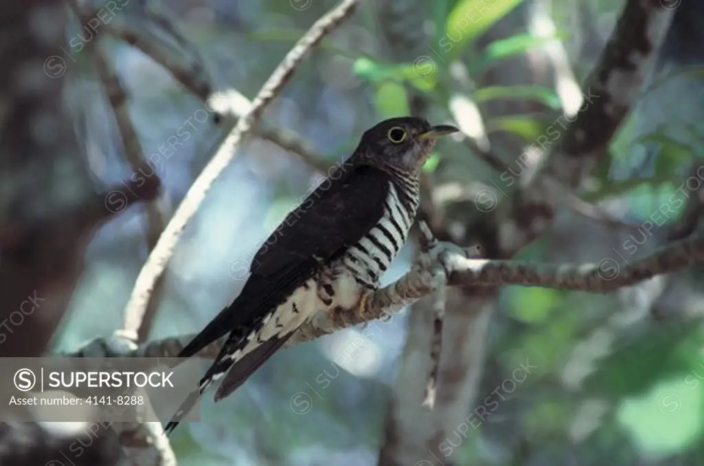 indian cuckoo cuculus micropterus on branch. singapore 