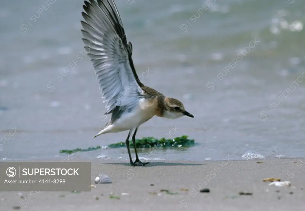 mongolian or lesser sand plover charadrius mongolus wings extended singapore 