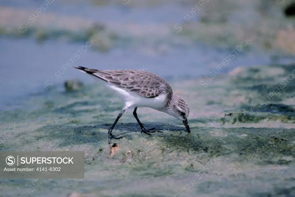 red or rufous-necked stint calidris ruficollis singapore. 