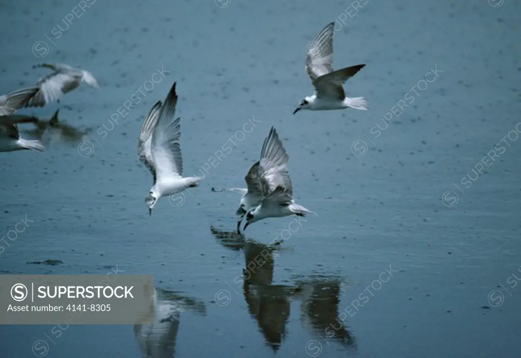 white-winged black tern flock chlidonias leucopterus in flight, feeding. winter 