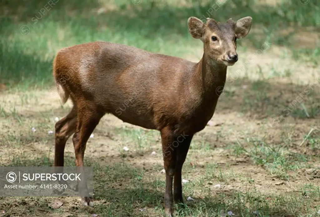 kuhl's deer or bawean deer axis kuhlii found on bawean island, indonesia singapore zoo rare species 