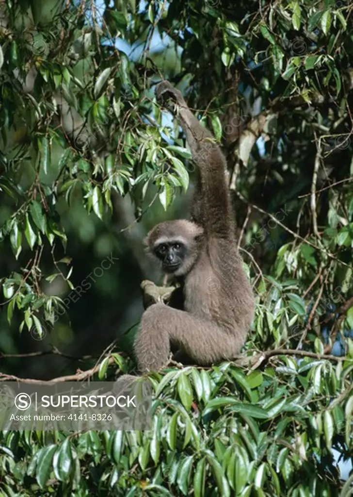 muller's gibbon hylobates muelleri singapore zoo also known as grey gibbon.