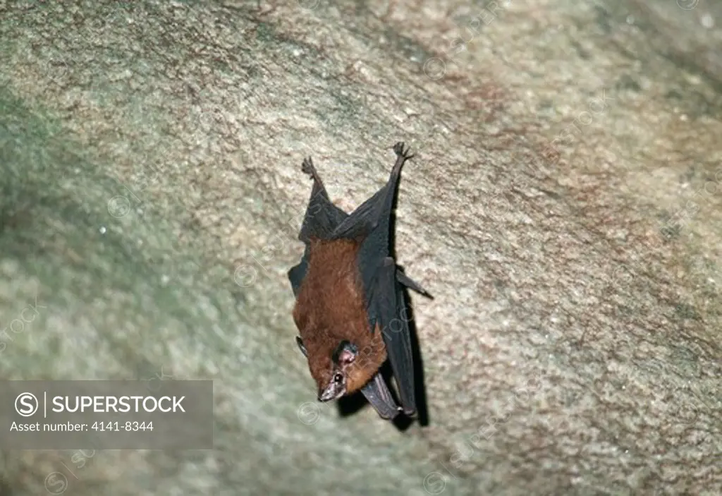 lesser sheath-tailed bat emballonura monticola johore, malaysia 