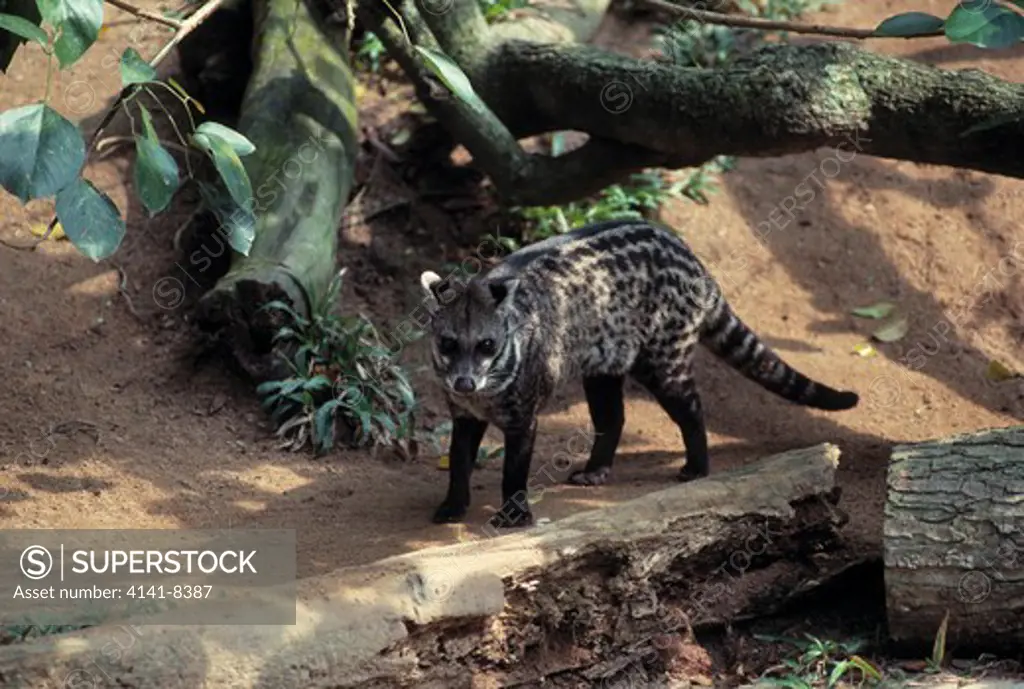 malay civet viverra tangalunga singapore zoo