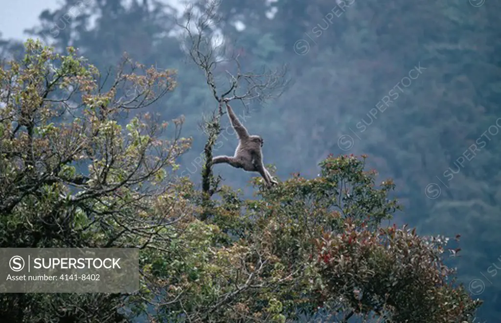 javan gibbon in top of tree hylobates moloch gede-pangrango natl park, java 