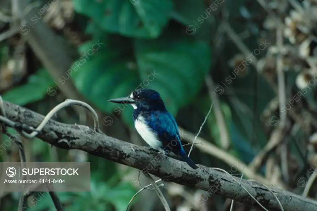 blue and white kingfisher halcyon diops halmahera, indonesia. endemic to indonesia.
