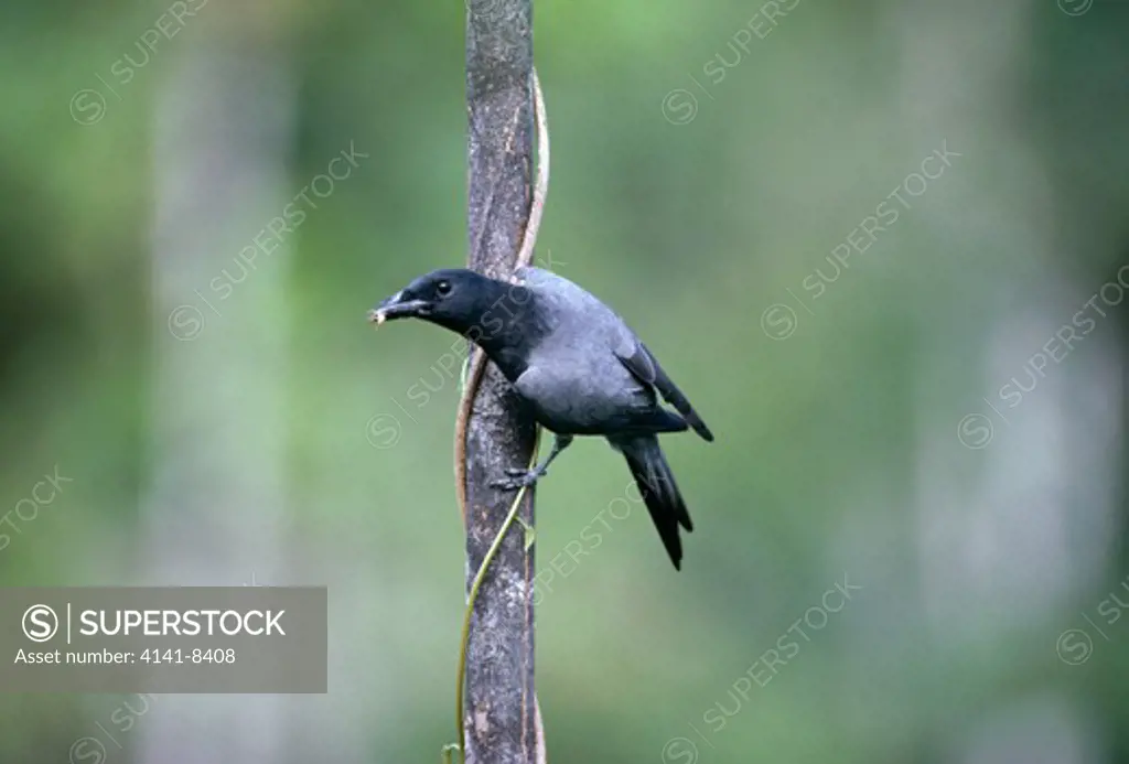 moluccan cuckoo-shrike coracina atriceps halmahera, indonesia 