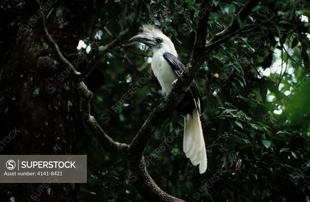 white-crowned hornbill berenicornis comatus male, thailand
